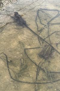 Crapaud calamite 
