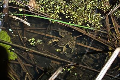 Grenouille agile 