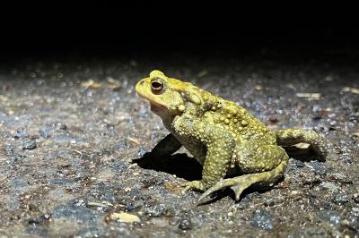 Crapaud commun 