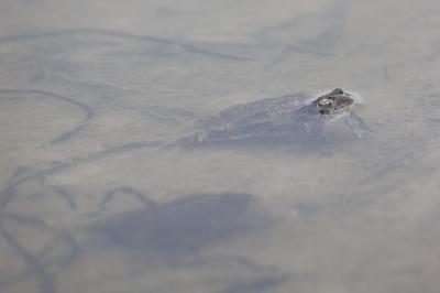 Crapaud calamite 