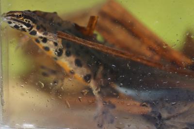 Triton ponctué 