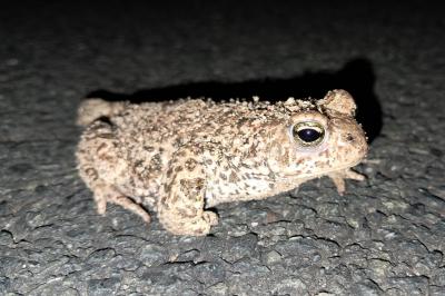 Crapaud calamite 