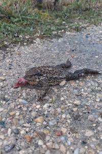 Crapaud épineux 