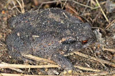 Crapaud épineux 