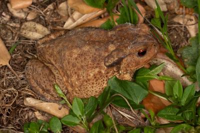 Crapaud épineux 