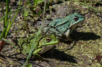 Pelophylax kl. esculentus