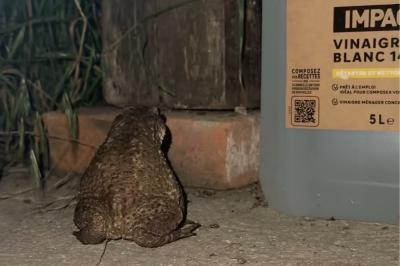 Crapaud commun 