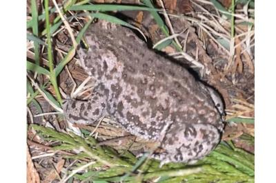 Crapaud calamite 