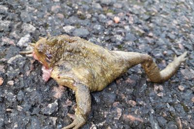 Crapaud