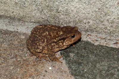 Crapaud épineux 