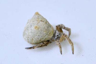 <i>Hyptiotes</i>