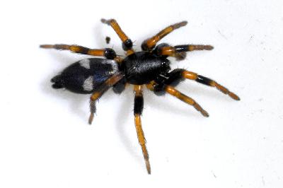 <i>Kishidaia conspicua</i>