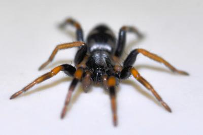 <i>Kishidaia conspicua</i>