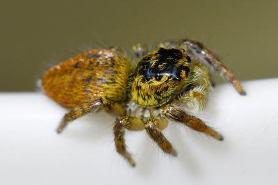 <i>Carrhotus xanthogramma</i>