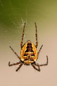 <i>Zilla diodia</i>