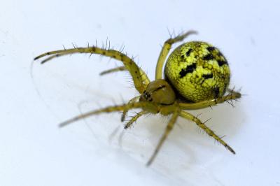 <i>Mangora acalypha</i>
