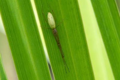 <i>Tetragnatha</i>