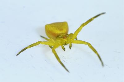<i>Thomisus onustus</i>