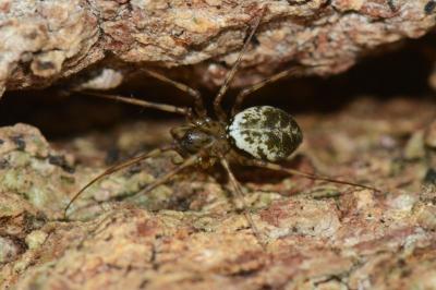 <i>Drapetisca socialis</i>