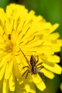 <i>Oxyopes</i>