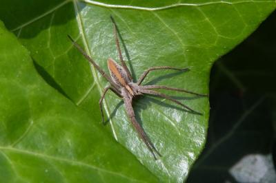 <i>Pisaura mirabilis</i>