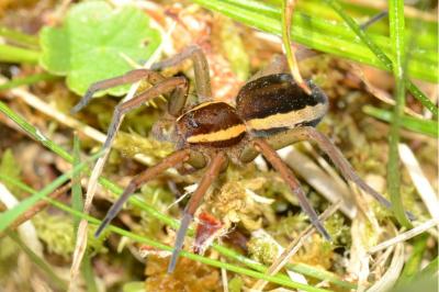 Dolomedes fimbriatus