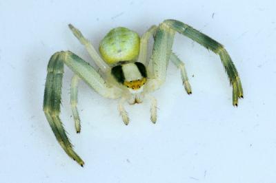 <i>Misumena vatia</i>