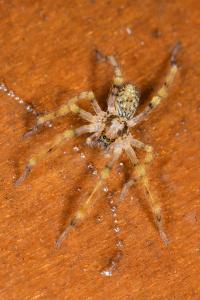<i>Zoropsis spinimana</i>