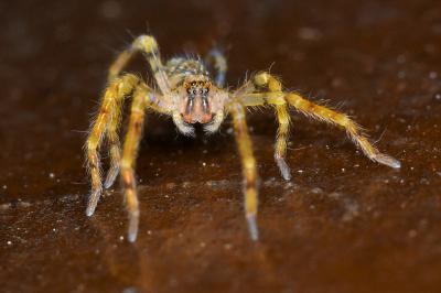 <i>Zoropsis spinimana</i>
