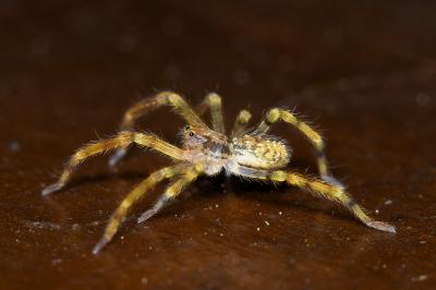 <i>Zoropsis spinimana</i>