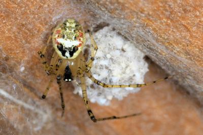 <i>Platnickina tincta</i>