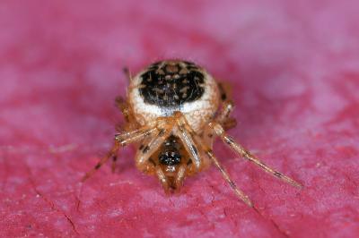 <i>Sardinidion blackwalli</i>