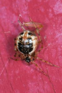 <i>Sardinidion blackwalli</i>