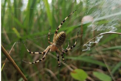 <i>Argiope bruennichi</i>