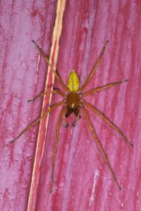 <i>Cheiracanthium</i>