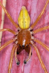 <i>Cheiracanthium</i>