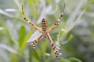 <i>Argiope bruennichi</i>