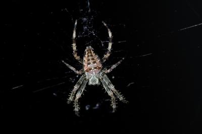 <i>Araneus diadematus</i>
