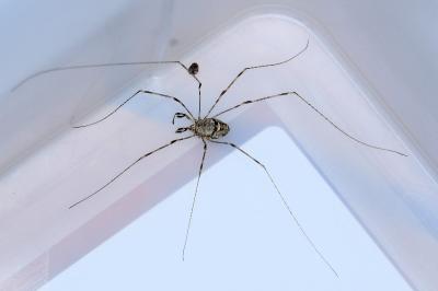 <i>Dicranopalpus ramosus</i>