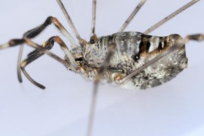 <i>Dicranopalpus ramosus</i>