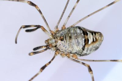 <i>Dicranopalpus ramosus</i>