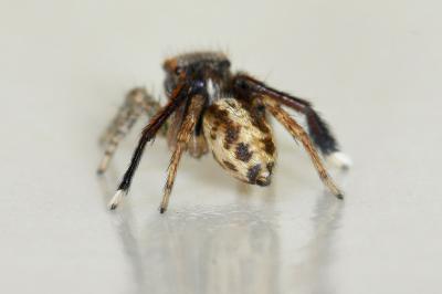 <i>Saitis barbipes</i>