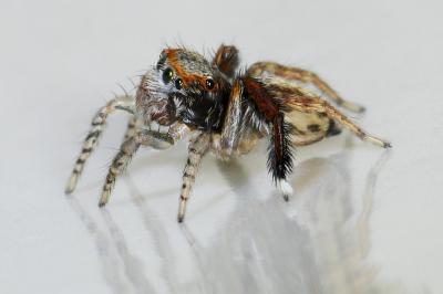 <i>Saitis barbipes</i>