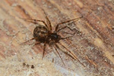 <i>Lepthyphantes minutus</i>