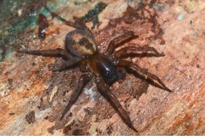 <i>Amaurobius fenestralis</i>