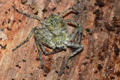 <i>Philodromus margaritatus</i>