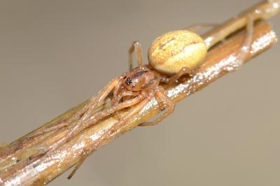 <i>Pachygnatha clercki</i>
