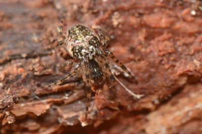 <i>Metellina merianae</i>