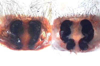 <i>Coelotes atropos</i>