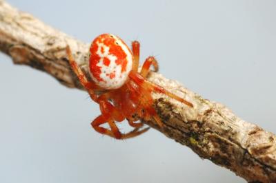 <i>Araniella displicata</i>